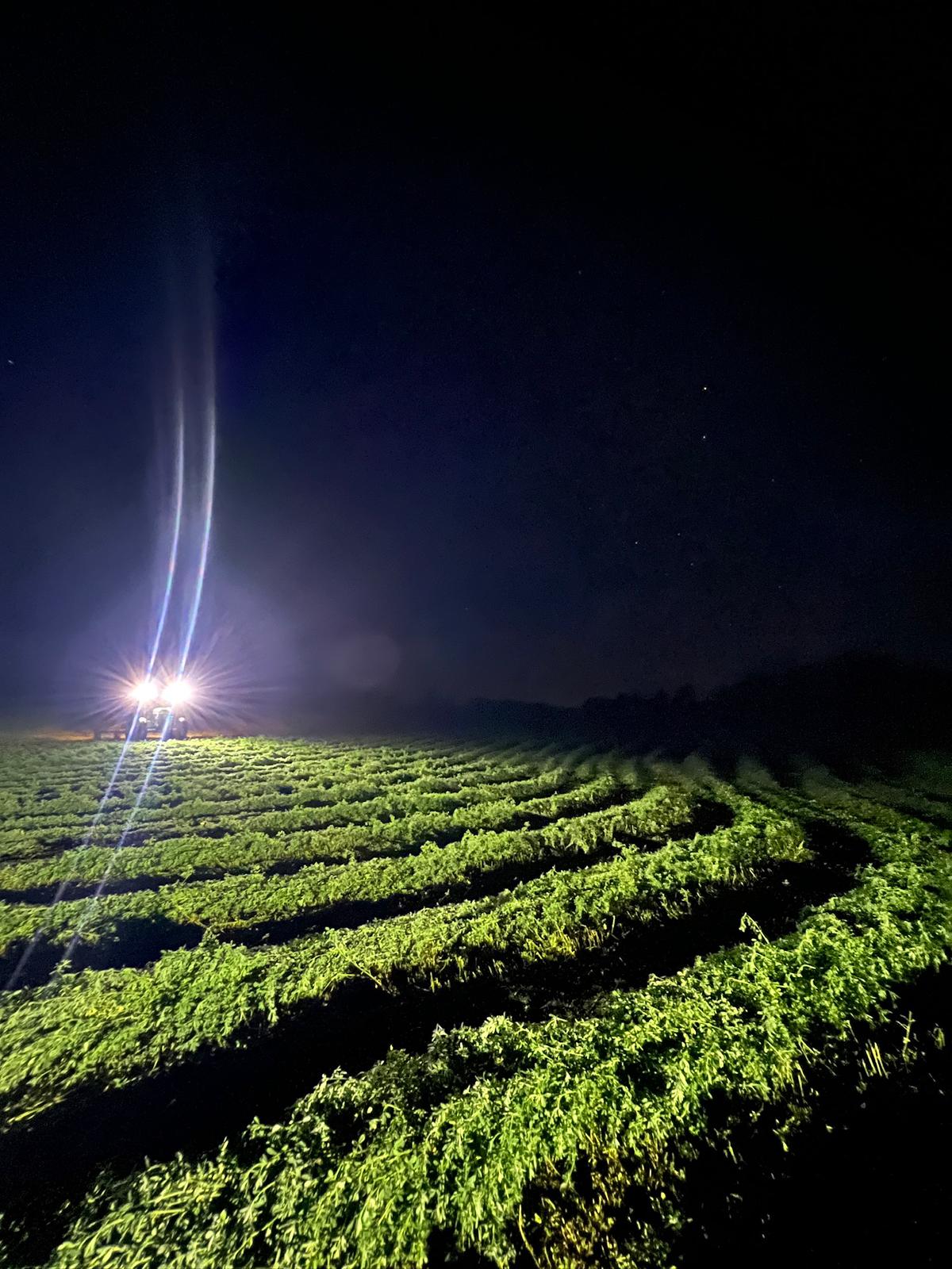 Cosecha en Horarios Estratégicos