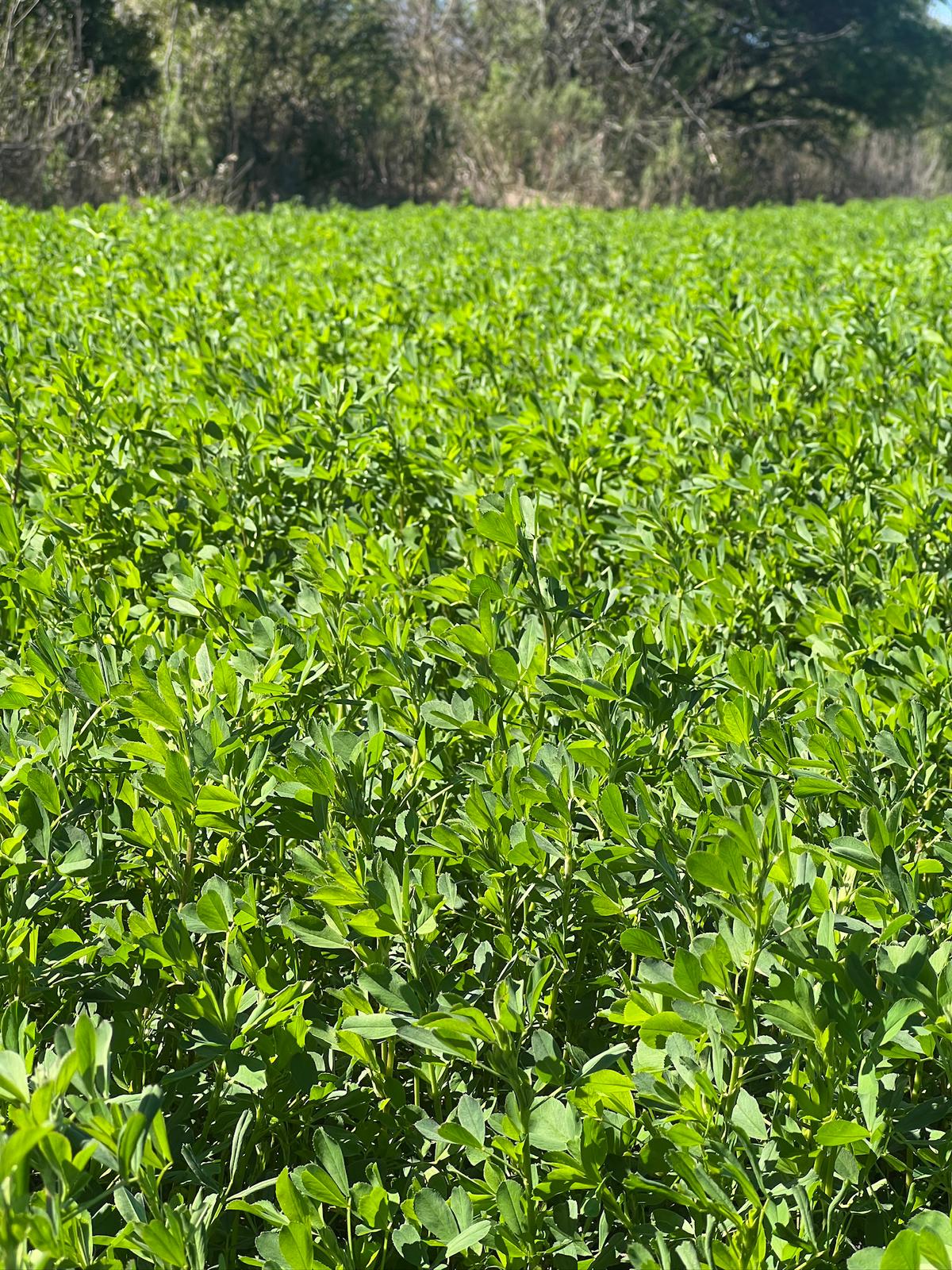 Alfalfa de Calidad Superior