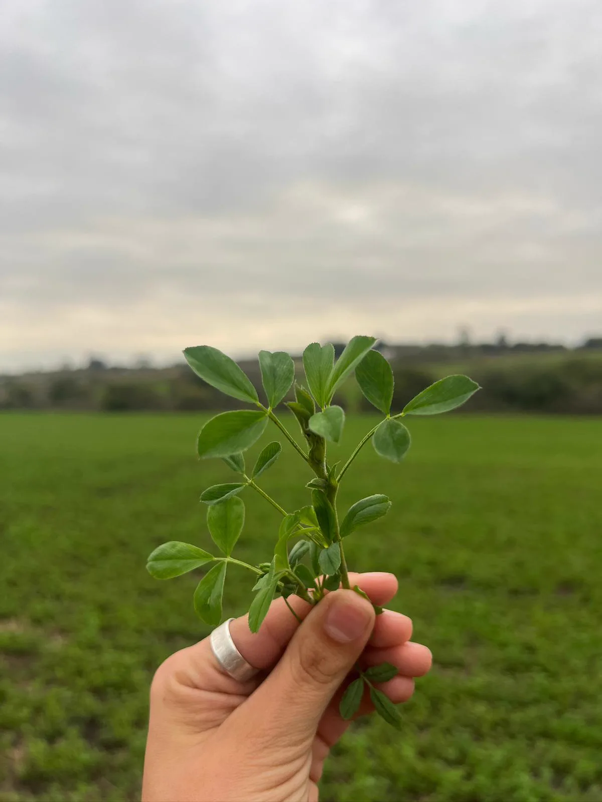 Planta de alfalfa fresca en campo de Paysandú - Calidad Premium
