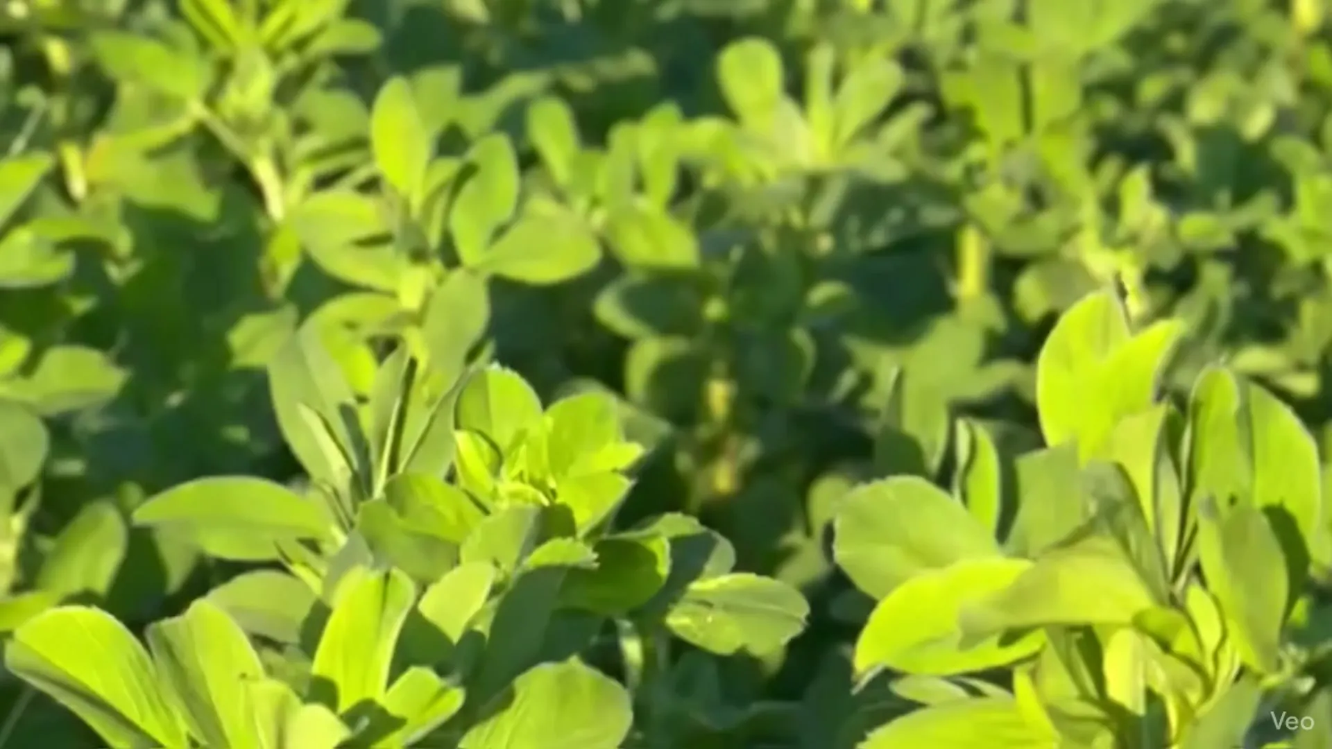 Fardos de alfalfa premium - Campo de Paysandú